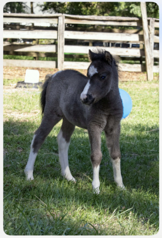 HorseID: 2312539 Sundance Oaks Cisco Kid - PhotoID: 1097683