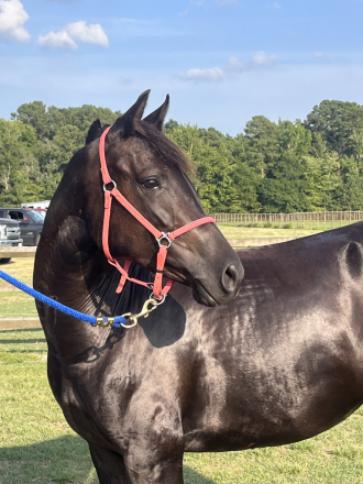 HorseID: 2312544 Storm Chaser - PhotoID: 1097685