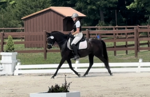 HorseID: 2312544 Storm Chaser - PhotoID: 1097686