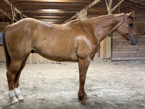 HorseID: 2312545 Montana - PhotoID: 1097690