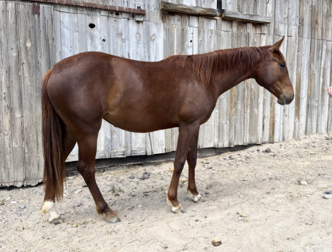 HorseID: 2312548 Hickory Play Pepto - PhotoID: 1097692