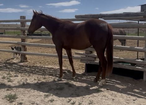 HorseID: 2312548 Hickory Play Pepto - PhotoID: 1097810