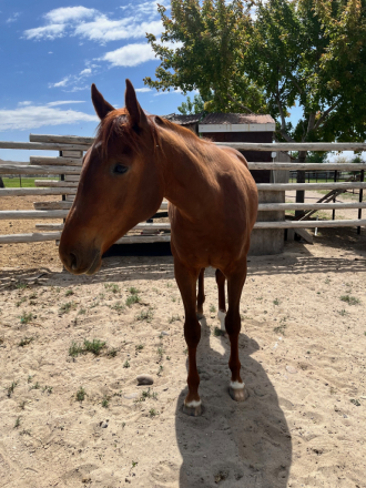 HorseID: 2312548 Hickory Play Pepto - PhotoID: 1097811