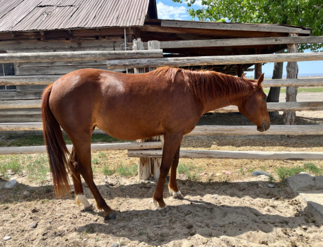 HorseID: 2312548 Hickory Play Pepto - PhotoID: 1097812