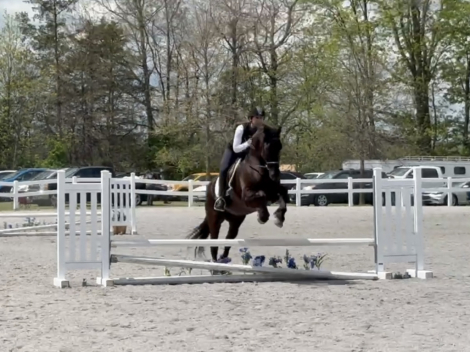 HorseID: 2312550 Bruno - PhotoID: 1097695