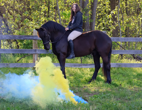 HorseID: 2312550 Bruno - PhotoID: 1097696