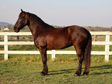 HorseID: 2312550 Bruno - PhotoID: 1098164