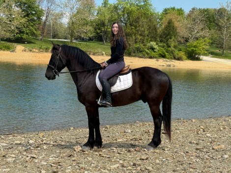 HorseID: 2312550 Bruno - PhotoID: 1098165