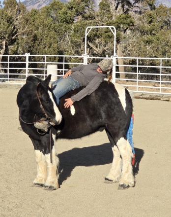 HorseID: 2312551 The Sweet Prince - PhotoID: 1097700