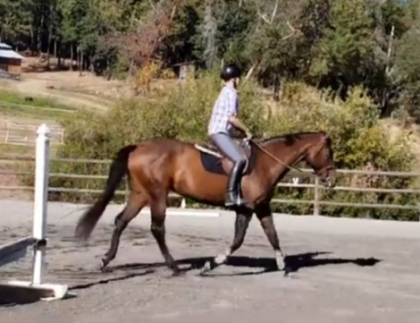 HorseID: 2312553 Anna - PhotoID: 1097703