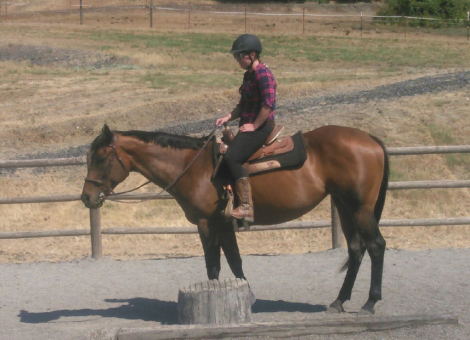 HorseID: 2312553 Anna - PhotoID: 1097704