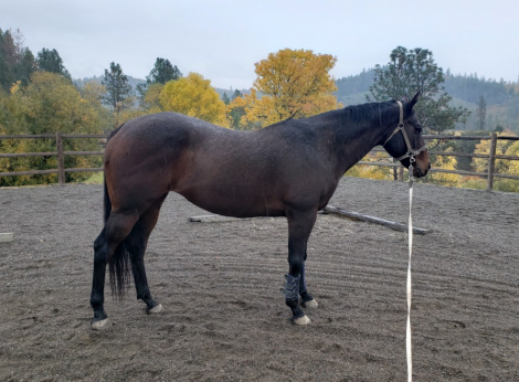 HorseID: 2312553 Anna - PhotoID: 1097705