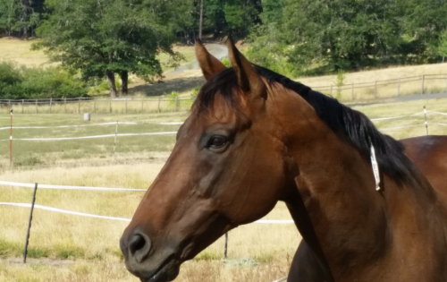 HorseID: 2312553 Anna - PhotoID: 1097706