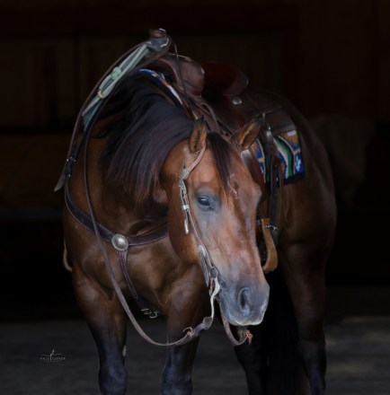 HorseID: 2312554 JUSTMECOMDOC - PhotoID: 1097707