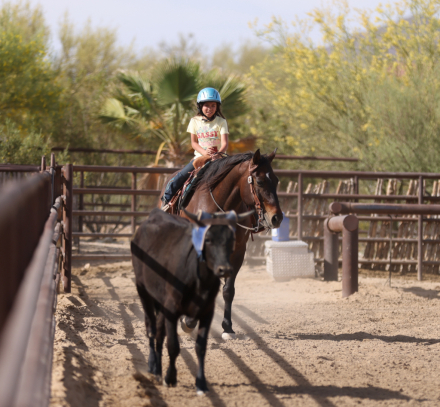 HorseID: 2312554 JUSTMECOMDOC - PhotoID: 1097709