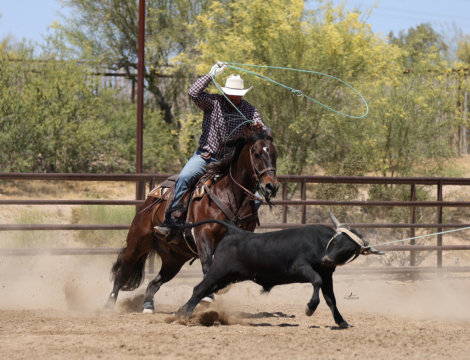 HorseID: 2312554 JUSTMECOMDOC - PhotoID: 1097710