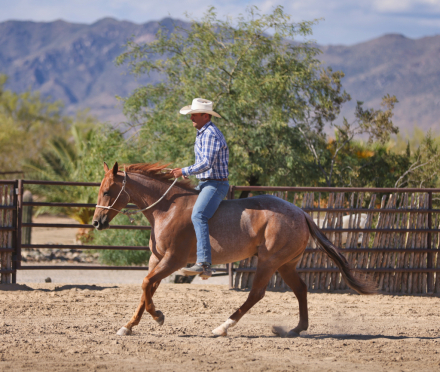HorseID: 2312555 HUSTLERS BEST BET - PhotoID: 1097713