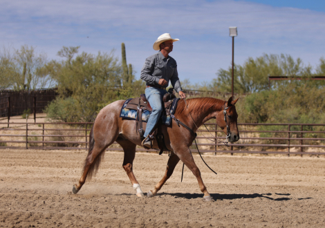 HorseID: 2312555 HUSTLERS BEST BET - PhotoID: 1097714