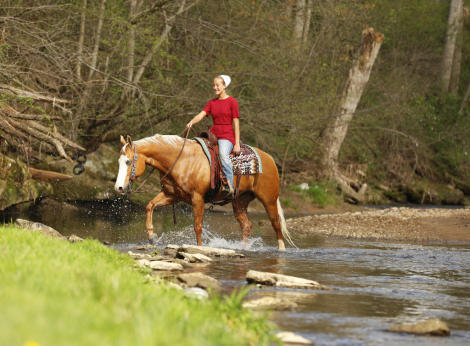 HorseID: 2312560 Pale Lil Pepper - PhotoID: 1097720