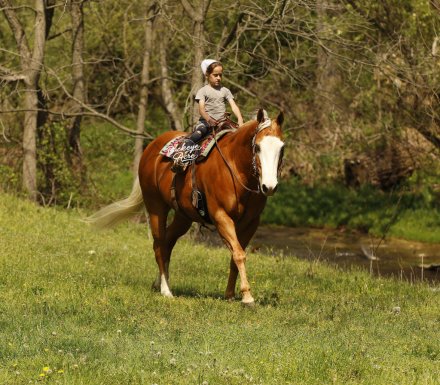 HorseID: 2312560 Pale Lil Pepper - PhotoID: 1097721