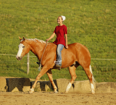 HorseID: 2312560 Pale Lil Pepper - PhotoID: 1097722