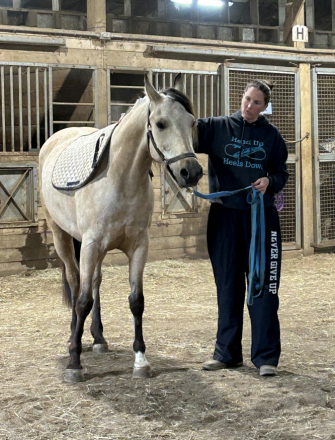 HorseID: 2312567 Rajah - PhotoID: 1097729