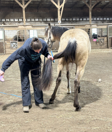 HorseID: 2312567 Rajah - PhotoID: 1097730