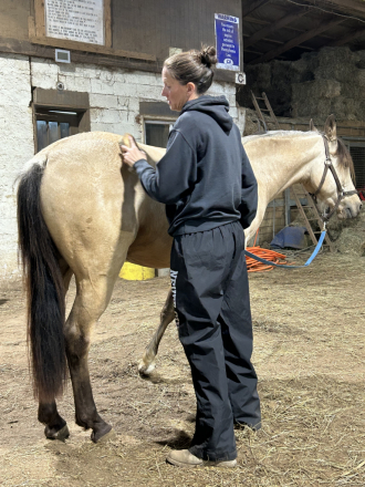 HorseID: 2312567 Rajah - PhotoID: 1097731