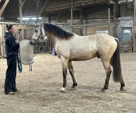 HorseID: 2312567 Rajah - PhotoID: 1097732