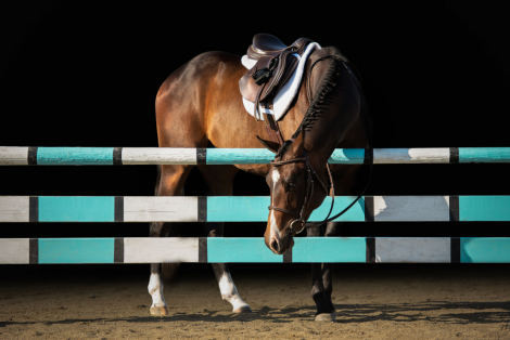 HorseID: 2312574 Idolize My Diamonds - PhotoID: 1097734