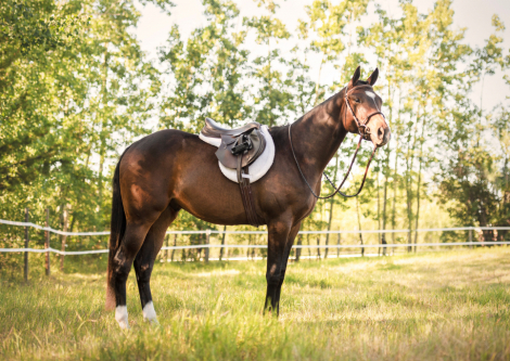 HorseID: 2312574 Idolize My Diamonds - PhotoID: 1097736