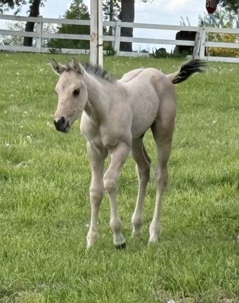 HorseID: 2312575 BANDIT - PhotoID: 1097738