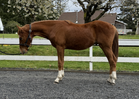 HorseID: 2312578 Uno - PhotoID: 1097819
