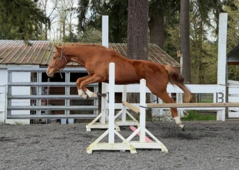 HorseID: 2312578 Uno - PhotoID: 1097820