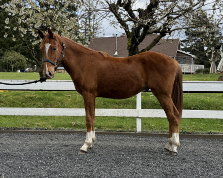 HorseID: 2312578 Uno - PhotoID: 1097821
