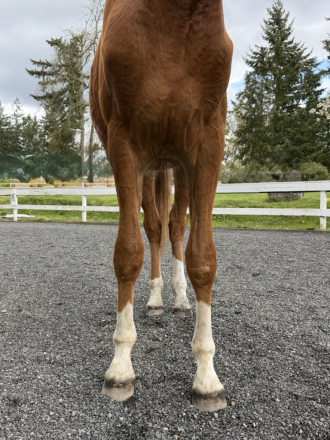 HorseID: 2312578 Uno - PhotoID: 1097822