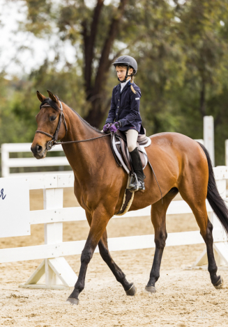 HorseID: 2312583 Dexter Morgan - PhotoID: 1097744