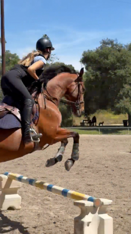 HorseID: 2312583 Dexter Morgan - PhotoID: 1097745
