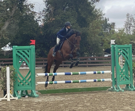 HorseID: 2312583 Dexter Morgan - PhotoID: 1097746