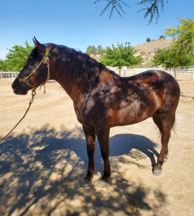 HorseID: 2312584 Alazan - Chestnut - PhotoID: 1097764