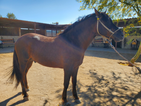 HorseID: 2312584 Alazan - Chestnut - PhotoID: 1097765