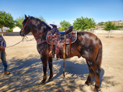 HorseID: 2312584 Alazan - Chestnut - PhotoID: 1097766