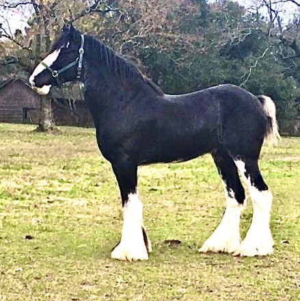 HorseID: 2312587 Alex - PhotoID: 1097748