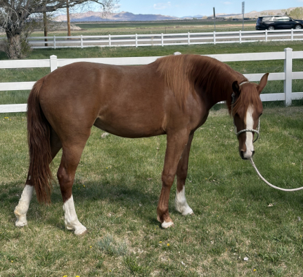 HorseID: 2312591 Bets On Tequila Moon - PhotoID: 1097749