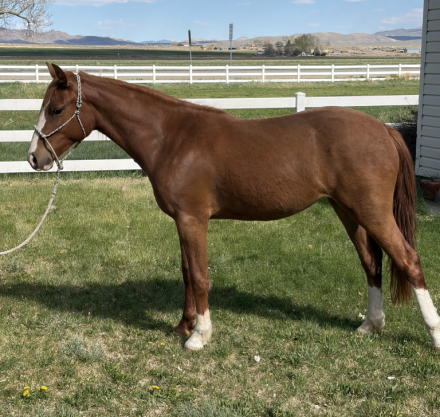 HorseID: 2312591 Bets On Tequila Moon - PhotoID: 1097750