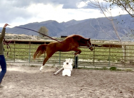 HorseID: 2312591 Bets On Tequila Moon - PhotoID: 1097751