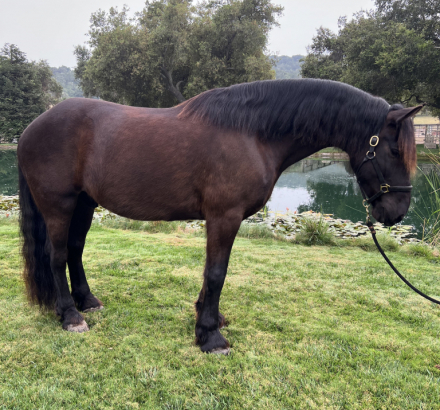 HorseID: 2312592 King - PhotoID: 1097815