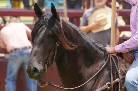 HorseID: 2312592 King - PhotoID: 1097816