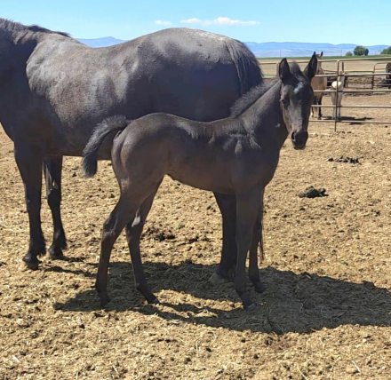 HorseID: 2312593 DSR BLUES COWGIRL - PhotoID: 1097753
