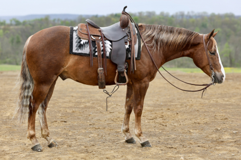 HorseID: 2312595 Shabby Gold Digger - PhotoID: 1097754